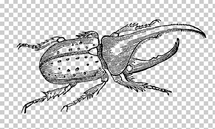 Hercules Beetle Weevil Animal Illustrations Drawing PNG, Clipart, Animal Illustrations, Animals, Arthropod, Artwork, Beetle Free PNG Download