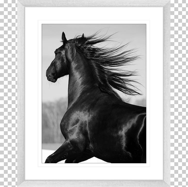 Mustang Stallion Mare Pony Gallop PNG, Clipart, Black, Black And White, Breed, Bridle, Gallop Free PNG Download