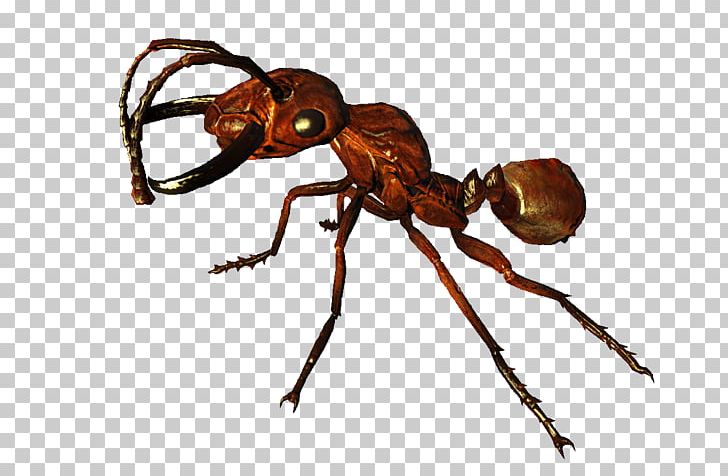 Red Imported Fire Ant Fallout 4: Nuka-World Fallout 3 Fallout: New Vegas PNG, Clipart, Ant, Ant Colony, Arthropod, Bethesda Softworks, Carpenter Ant Free PNG Download