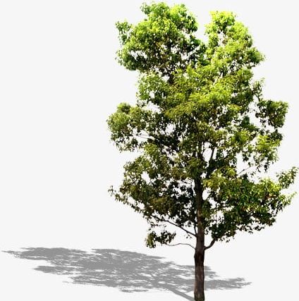 Tree PNG, Clipart, Tree, Tree Clipart, Tree Clipart, Trees Free PNG Download