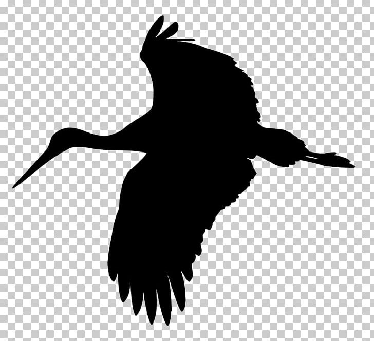 White Stork Crane Heron Bird PNG, Clipart, Beak, Bird, Bird Of Prey, Black And White, Crane Free PNG Download