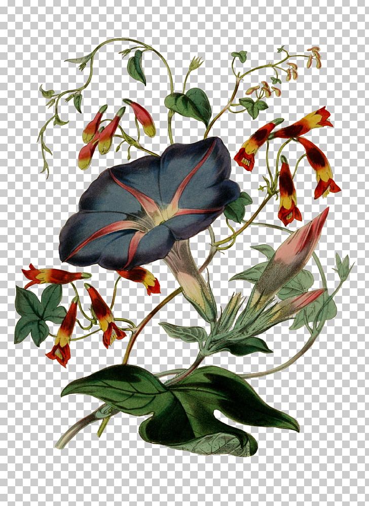Floral Design Art PNG, Clipart, Art, Book Illustration, Flora, Floral Design, Flower Free PNG Download