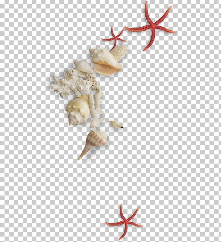 Seashell Conch Mollusc Shell PNG, Clipart, Conch, Conchology, Egg Shell, Encapsulated Postscript, Gastropod Shell Free PNG Download