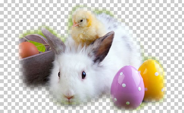 The Easter Bunny Egg Hunt Rabbit PNG, Clipart, Ash Wednesday, Basket, Child, Deco, Domestic Rabbit Free PNG Download