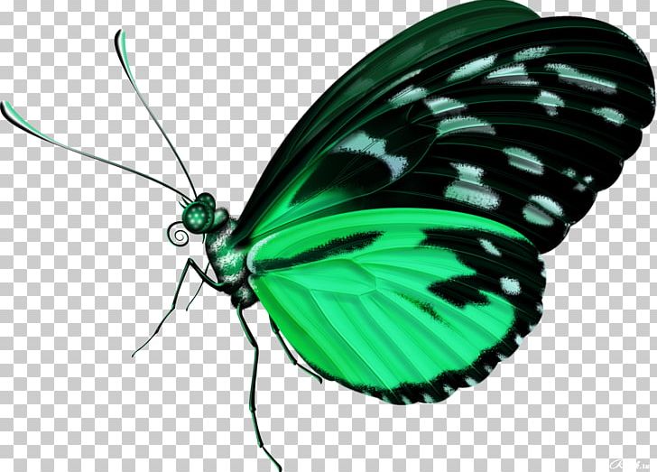 Butterfly PNG, Clipart, Arthropod, Blue, Brush Footed Butterfly, Butterflies And Moths, Butterfly Free PNG Download