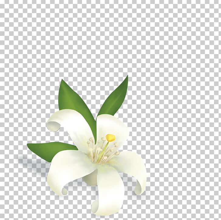 Essentialys Mc Guinness Management & Services Jasmine Flower Tea Perfume PNG, Clipart, Chicory, Computer Wallpaper, Cosmetics, Cut Flowers, Fines Herbes Free PNG Download