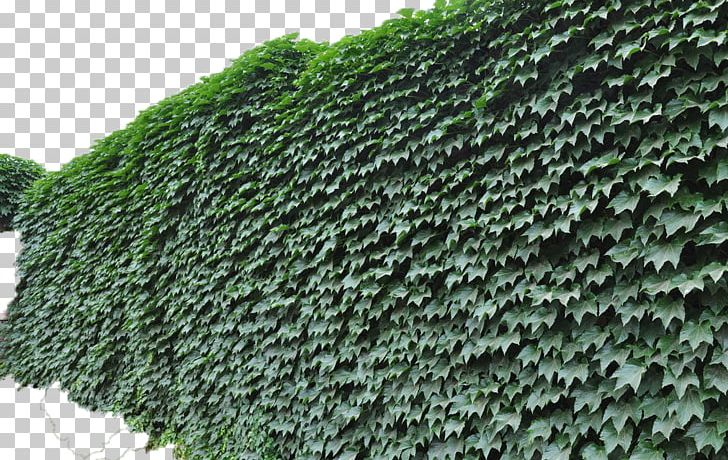 Parthenocissus Tricuspidata Plant Vine Green Campsis Grandiflora PNG, Clipart, Animals, Background Green, Climb, Climb The Wall Tiger, Concepteur Free PNG Download