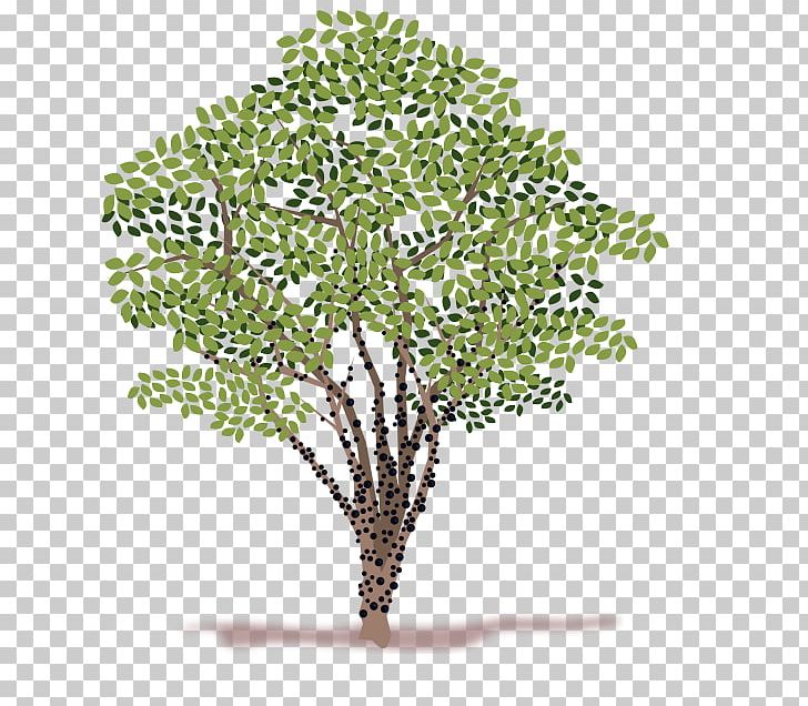 Portable Network Graphics Tree Graphics PNG, Clipart, Branch, Computer Icons, Drawing, Grass, Jabuticaba Free PNG Download