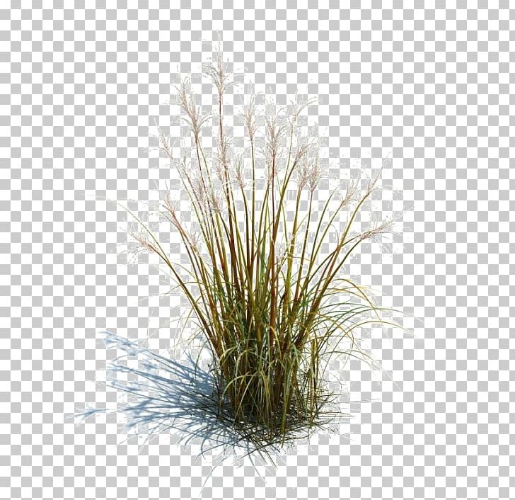 Tallgrass Prairie Ornamental Grass Grasses Lawn Ornamental Plant PNG, Clipart, Background Size, Footer, Garden, Grass, Grasses Free PNG Download