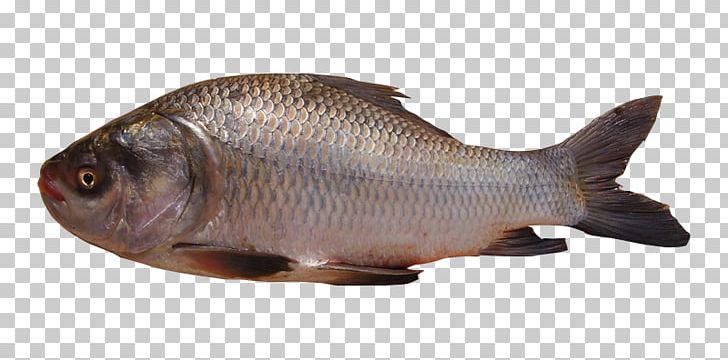 Tilapia Catla Catla Carp Freshwater Fish PNG, Clipart, Animal Source Foods, Bony Fish, Carp, Catla Catla, Consultant Free PNG Download