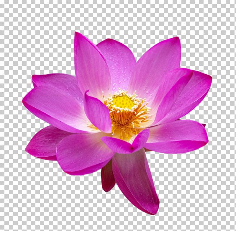 Lotus Flower Summer Flower PNG, Clipart, Annual Plant, Biology, Closeup, Crocus, Crocus M Free PNG Download