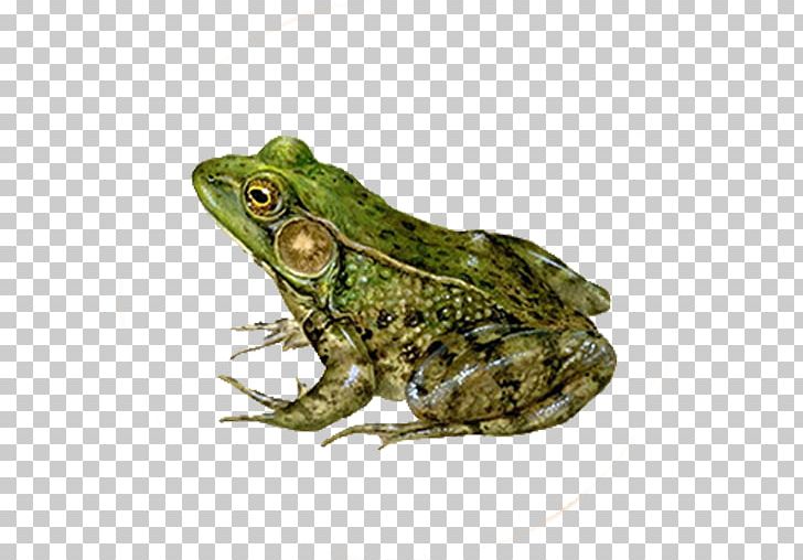 American Green Tree Frog Amphibian Lithobates Clamitans PNG, Clipart, American Bullfrog, American Green Tree Frog, Amphibian, Animal, Animals Free PNG Download