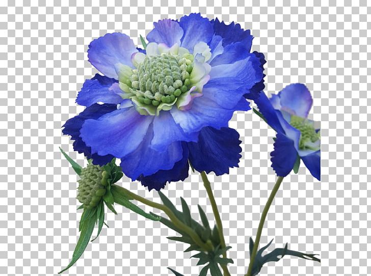 Anemone Larkspur Cut Flowers Aster Annual Plant PNG, Clipart, Anemone, Annual Plant, Aster, Blue, Cut Flowers Free PNG Download