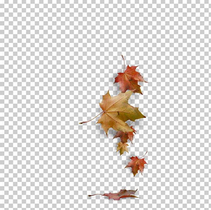 Autumn PNG, Clipart, Autumn, Autumn Leaf Color, Autumn Leaves, Branch, Download Free PNG Download