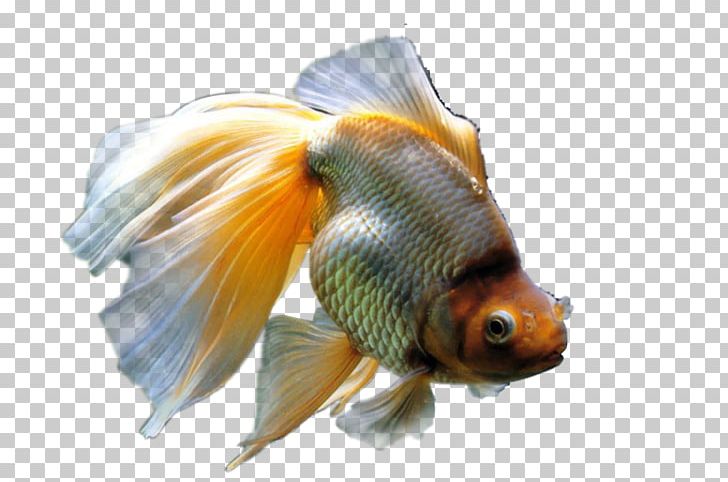 Common Goldfish Aquarium Fishkeeping PNG, Clipart, Animal, Animals, Aquarium, Bony Fish, Common Goldfish Free PNG Download