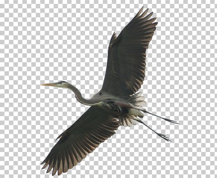 Green Heron Bird Stork Great Blue Heron PNG, Clipart, Animal, Animals, Beak, Bird, Bird Nest Free PNG Download