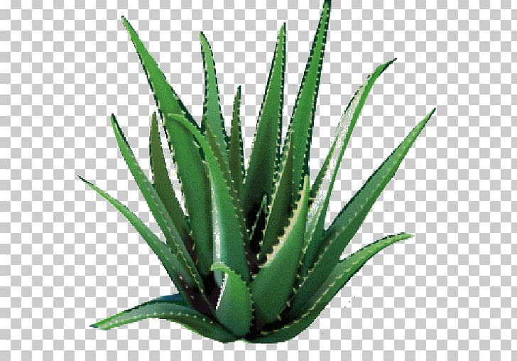 Aloe Vera Forever Living Products Lotion Medicinal Plants Asphodelaceae PNG, Clipart, Agave, Agave Azul, Aloe, Aloe Vera, Asphodelaceae Free PNG Download