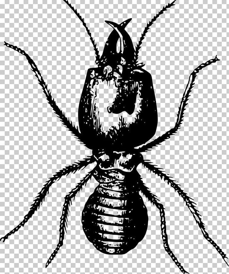 Ant Insect Pest Eastern Subterranean Termite Sentricon PNG, Clipart, Animal, Animals, Ant, Ant Colony, Arthropod Free PNG Download