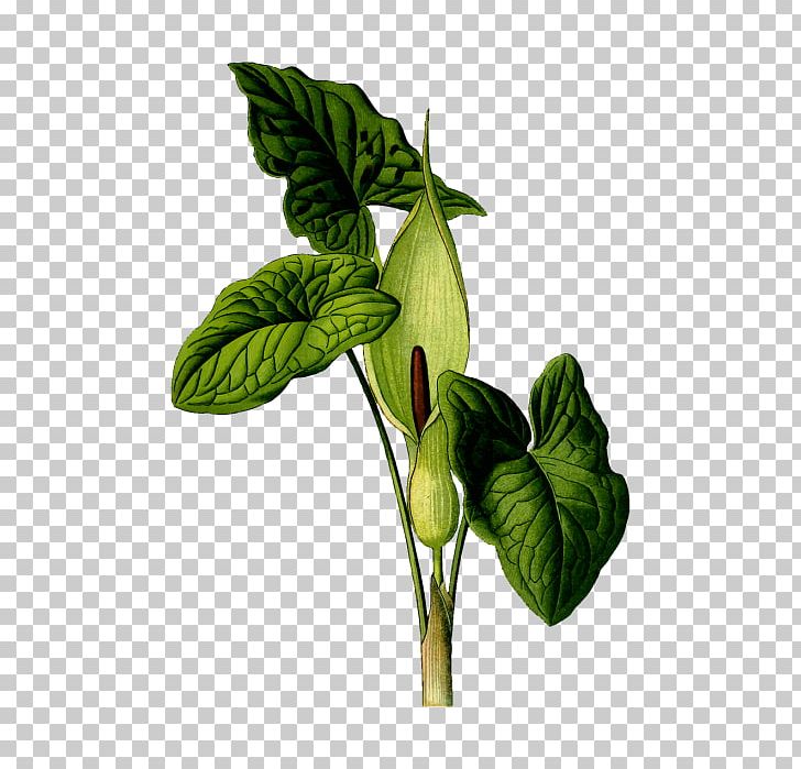 Arum-lily Flower PNG, Clipart, Alismatales, Arum, Arum Family, Arumlily, Balta Free PNG Download