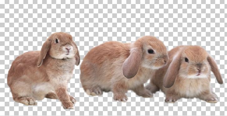 Domestic Rabbit Hare Transparent Bunnies Fur PNG, Clipart, Animal, Animals, Art, Bunny, Darling Free PNG Download