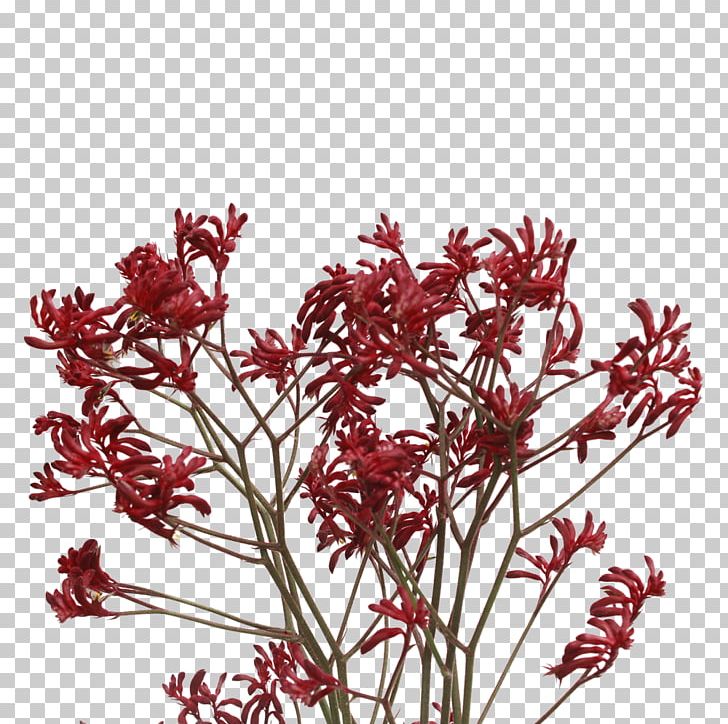 Kangaroo Paw Plant Stem Tree Twig PNG, Clipart, Branch, Computer Icons, Electronic Symbol, Flower, Flowering Plant Free PNG Download