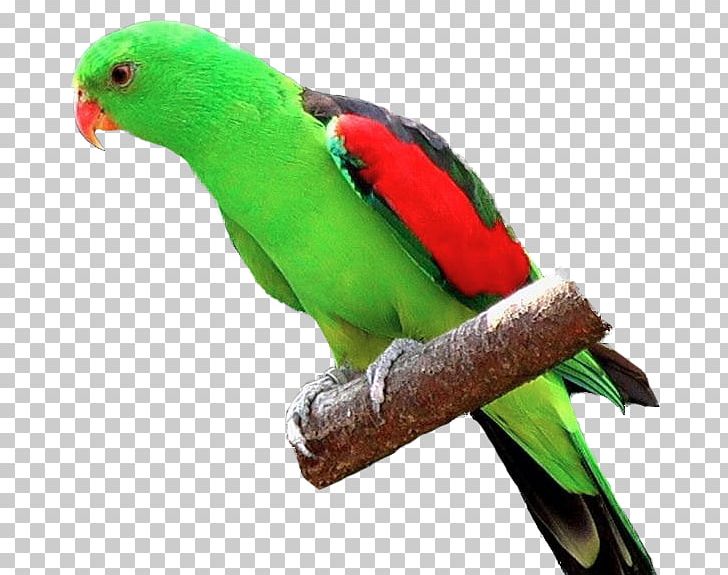 Parrot Fischer's Lovebird Budgerigar Yellow-collared Lovebird PNG, Clipart, Animals, Beak, Bird, Budgerigar, Common Pet Parakeet Free PNG Download