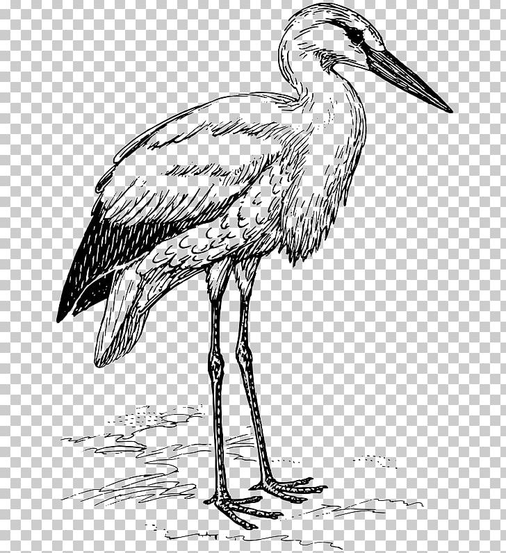 Stork PNG, Clipart, Animals, Art, Beak, Bird, Black And White Free PNG Download
