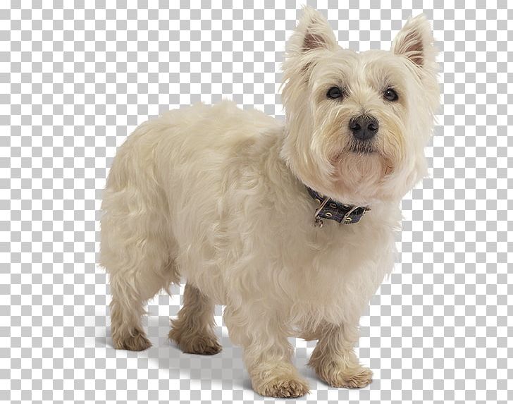 West Highland White Terrier Cairn Terrier Glen Maltese Dog PNG, Clipart, Animal, Breed Group Dog, Carnivoran, Companion Dog, Dog Free PNG Download
