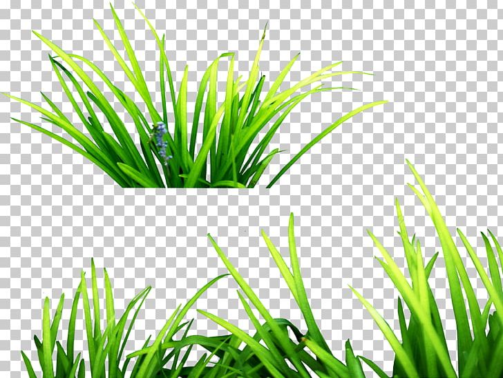 Grasses PNG, Clipart, Commodity, Computer Icons, Desktop Wallpaper, Download, Editing Free PNG Download