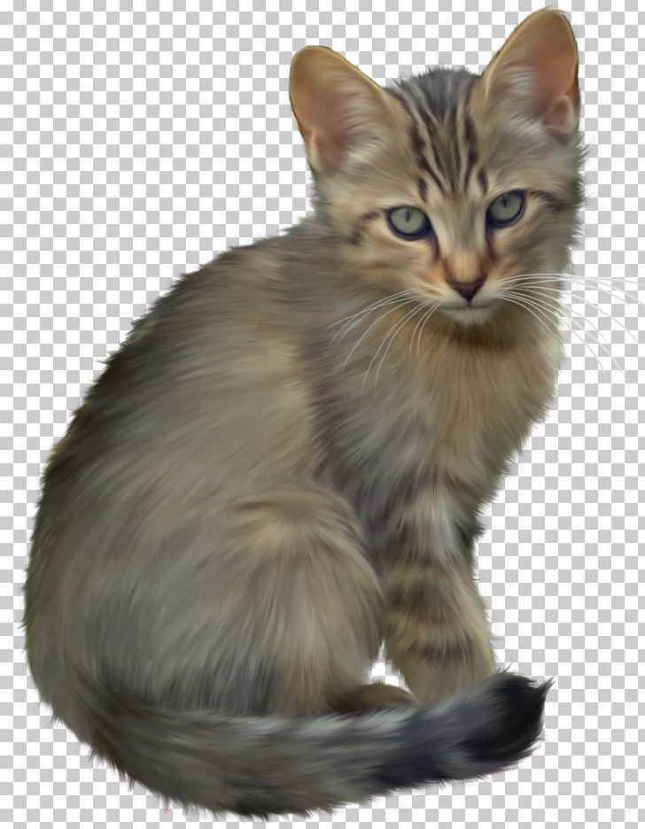 Kitten Cat Cuteness PNG, Clipart, Animal, Animalphotography, Animals, Asian, Black Cat Free PNG Download