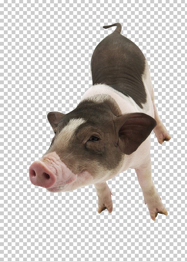 Large White Pig Pet Photography PNG, Clipart, Animal, Animals, Blue, Cattle Like Mammal, Chong Free PNG Download