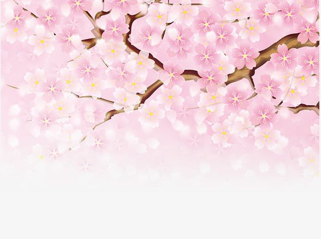 Pink Cherry Blossoms PNG, Clipart, Blossoms, Blossoms Clipart, Cherry, Cherry Blossoms, Cherry Clipart Free PNG Download