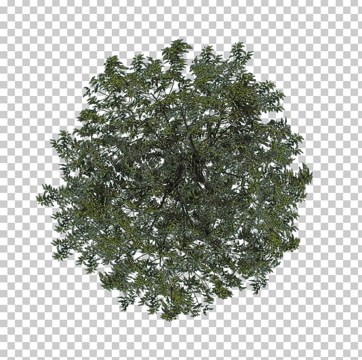 Shrub Leaf Branching PNG, Clipart, Branch, Branching, Grass, Leaf, Others Free PNG Download