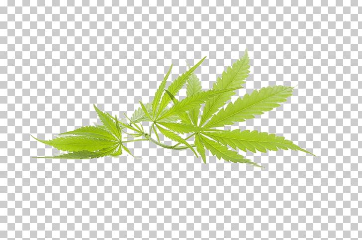 Cannabis Marijuana Leaf PNG, Clipart, Banana Leaves, Bud, Cannabidiol, Cannabis Leaves, Computer Wallpaper Free PNG Download