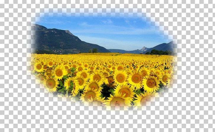 Common Sunflower Rapeseed Landscape Pine Desktop PNG, Clipart, Color, Coloring Book, Comm, Daisy Family, Desktop Wallpaper Free PNG Download