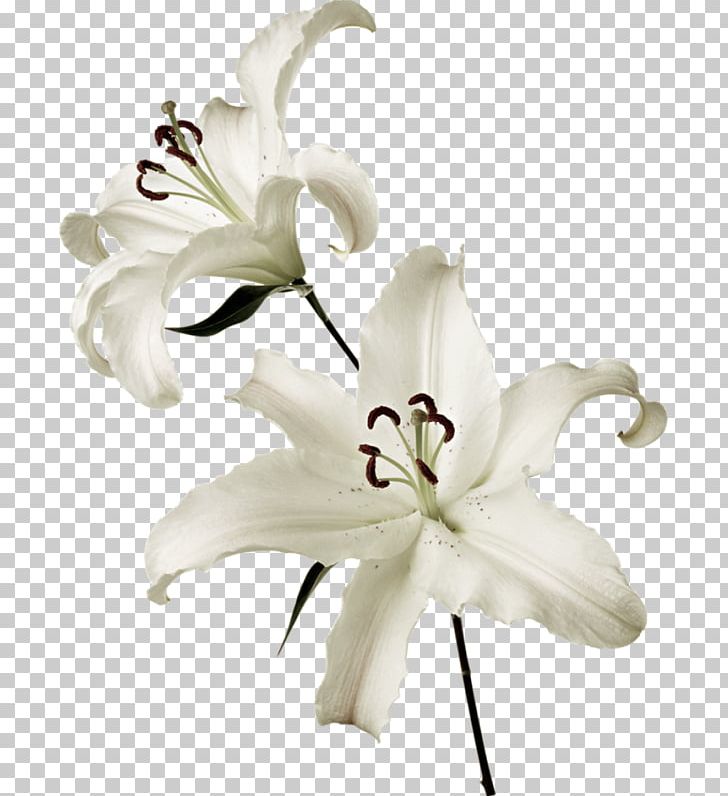 Lilium Flower White PNG, Clipart, Cut Flowers, Desktop Wallpaper, Digital Image, Flower, Flowering Plant Free PNG Download