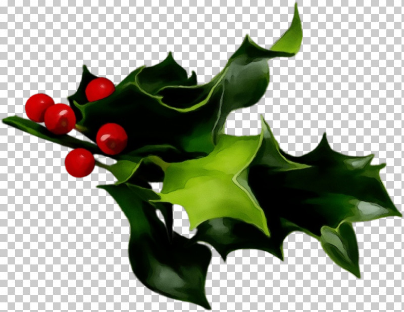 Holly PNG, Clipart, American Holly, Branch, Flower, Holly, Hollyleaf Cherry Free PNG Download