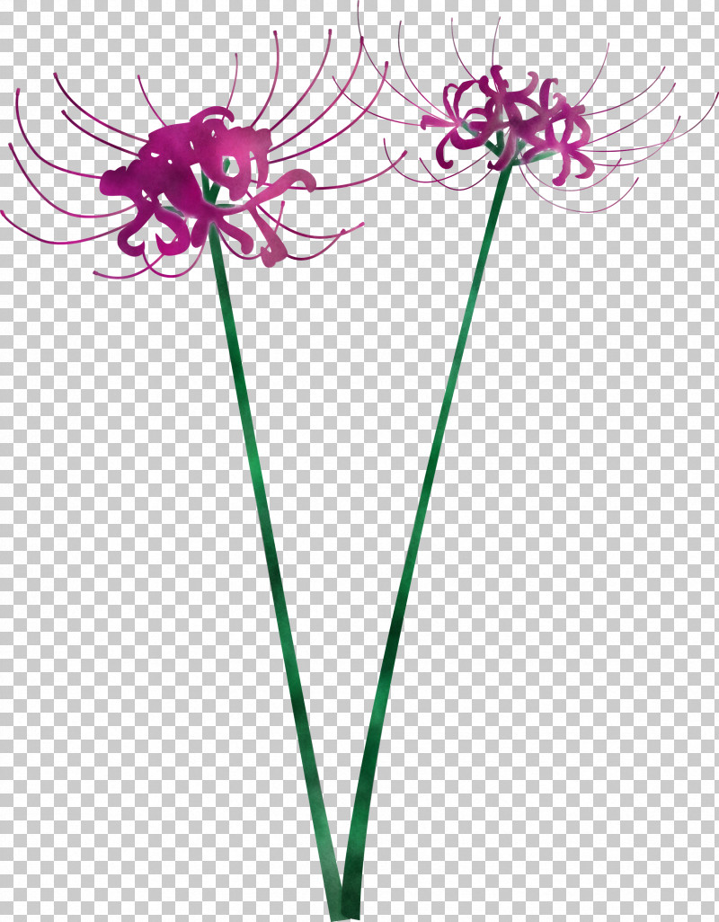 Hurricane Lily Flower PNG, Clipart, Cut Flowers, Flower, Hurricane Lily, Magenta, Pedicel Free PNG Download