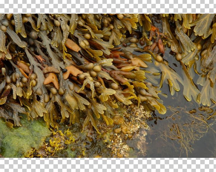 Bladder Wrack Seaweed Algae Ascophyllum Nodosum Fucoidan PNG, Clipart, Algae, Alginic Acid, Ascophyllum Nodosum, Bladder Wrack, Deepsea Tangle Free PNG Download