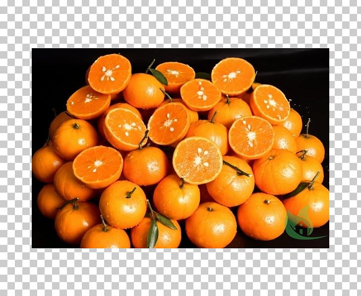 Clementine Tangerine Bitter Orange Mandarin Orange Rangpur PNG, Clipart, Aromatherapy, Bitter Orange, Citrus, Citrus Japonica, Clementine Free PNG Download