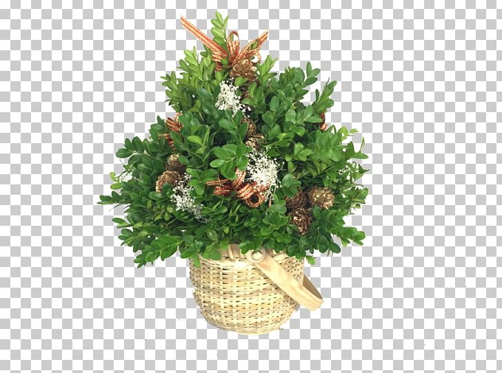 Fraser Fir Balsam Fir Tree Christmas Ornament Box PNG, Clipart, Balsam Fir, Box, Candle, Centrepiece, Christmas Free PNG Download