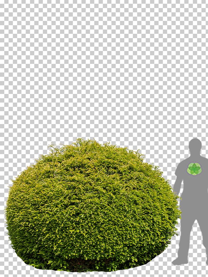 Hedge English Yew Evergreen Flowerpot Tree PNG, Clipart, Berry, Bonsai, Carpinus Betulus, Composite Material, Concrete Free PNG Download