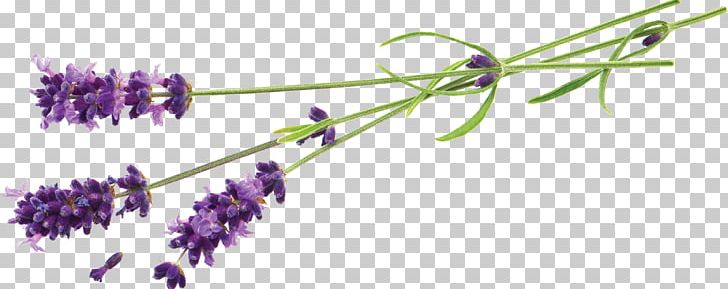 Lavender Flower Stock Photography Desktop Plant PNG, Clipart, Body Jewelry, Branch, Color, Cut Flowers, Desktop Wallpaper Free PNG Download