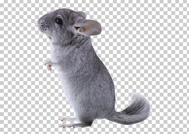 Long-tailed Chinchilla Rodent Short-tailed Chinchilla Domestic Chinchilla Pet PNG, Clipart, Andes, Animal, Beslenme, Chinchilla, Chinchillidae Free PNG Download