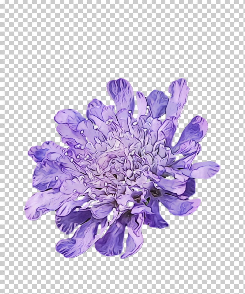 Lavender PNG, Clipart, Aster, Flower, Flowers, Lavender, Paint Free PNG Download