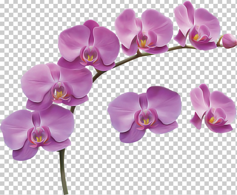 Lavender PNG, Clipart, Flower, Lavender, Lilac, Moth Orchid, Petal Free PNG Download