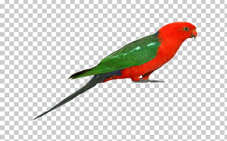 Budgerigar Parrot Lovebird Macaw PNG, Clipart, Animals, Beak, Bird, Blueandyellow Macaw, Budgerigar Free PNG Download