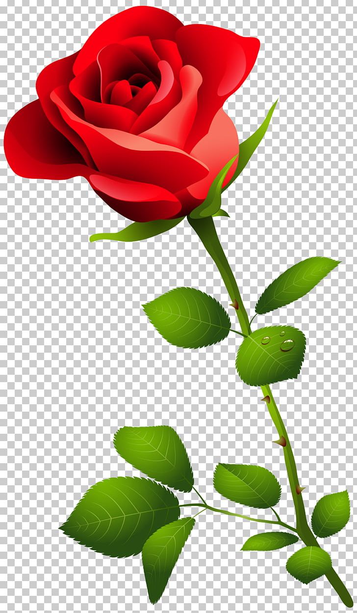 Garden Roses Plant Stem Flower PNG, Clipart, Blue Rose, Bud, Clip Art, Cut Flowers, Flora Free PNG Download