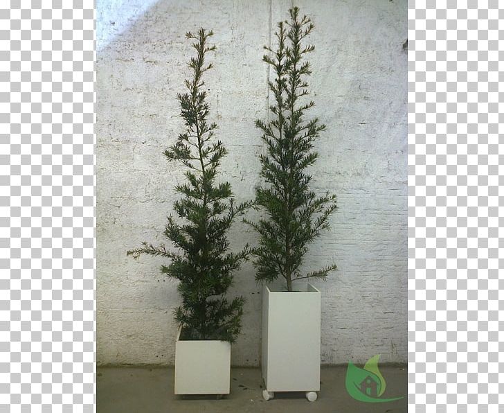 Spruce Flowerpot Fir Evergreen Houseplant PNG, Clipart, Aechmea, Aechmea Fasciata, Branch, Bromeliads, Conifer Free PNG Download