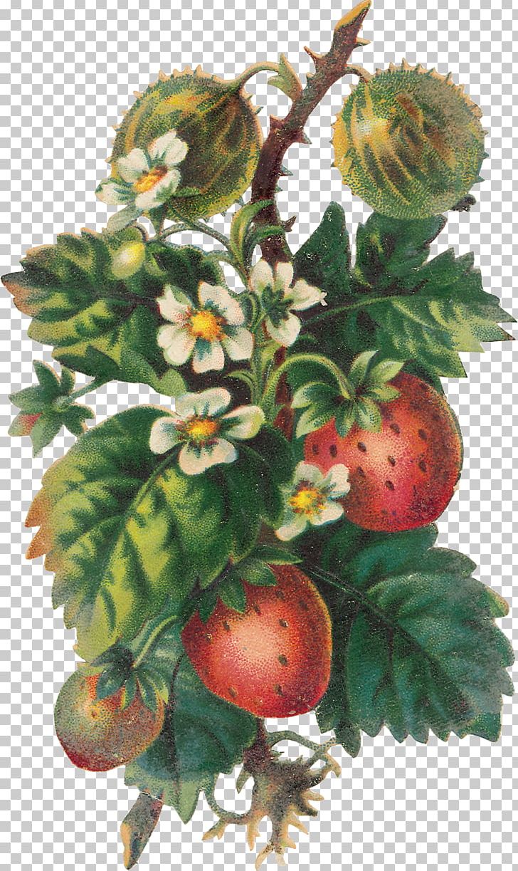 Strawberry Fruit Food PNG, Clipart, Berry, Encapsulated Postscript, Flowering Plant, Food, Fragaria Free PNG Download